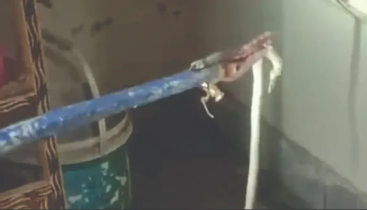chichawatni snake news
